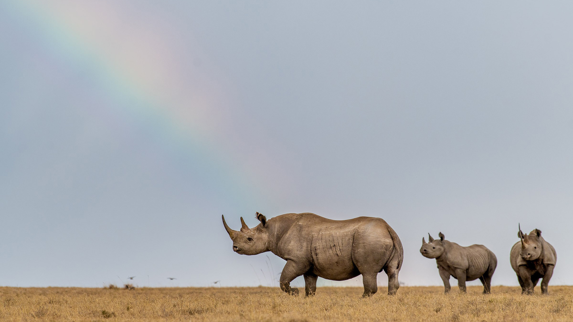 Nairobi -Samburu - Olpajeta - Lake Nakuru - Maasai Mara - Amboseli - Tsavo West - Mombasa North Coast Safari